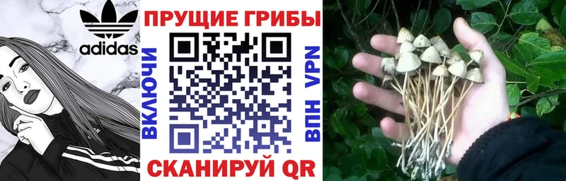omg маркетплейс  Пестово  Псилоцибиновые грибы MAGIC MUSHROOMS  купить  цена 